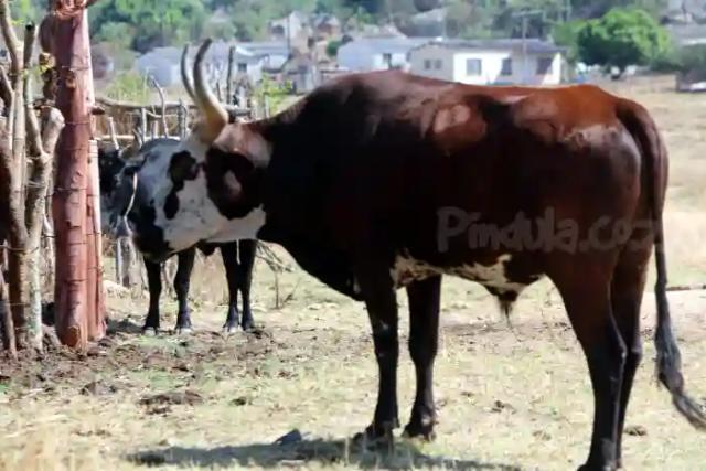 'Cattle Dying Like Flies Due To Drought'