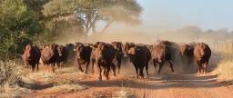 Cattle Rustlers Wreak Havoc In Umguza District