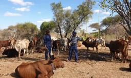 Cattle Rustling Should Be Eradicated Urgently - Kazembe