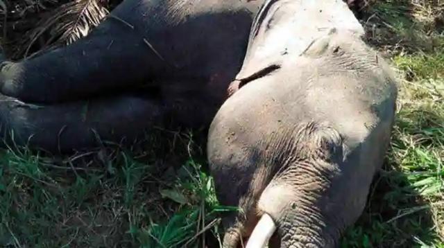Cause Of Hwange Elephants' Deaths Revealed