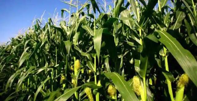 CBZ Seeking To Raise US$80.6M To Finance Maize And Soybean Farming