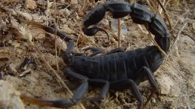 Chiredzi Woman Succumbs To Black Scorpion Venom