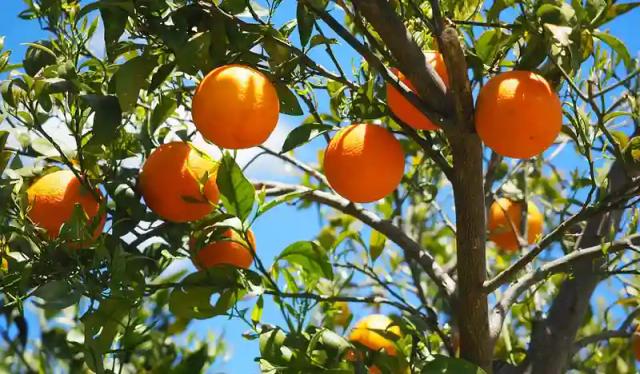 Citrus Farmer loses 30 000 orange trees after top soldier invades his farm