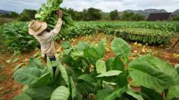 Contract System Enslaves Farmers, Says Tobacco Growers Association