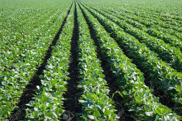 Cooking Oil Producer Ready To Fund Soya Beans Farming