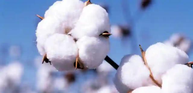 Cottco Urges Govt To Exempt Cotton Farmers From 2% Tax