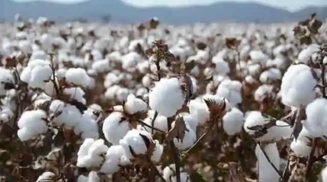 Cotton Company Went Behind Govt, Offers Govt Targeted Farmers Better Prices