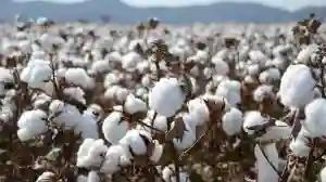Cotton Producer Price Set