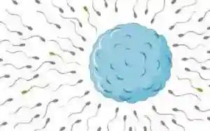 COVID-19 Could Cause Male Infertility - Study