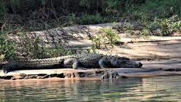 Crocodile Chops Off Ngundu Woman’s Hand