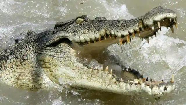 Crocodile Kills 4-Year-Old Kariba Girl, Sister Injured