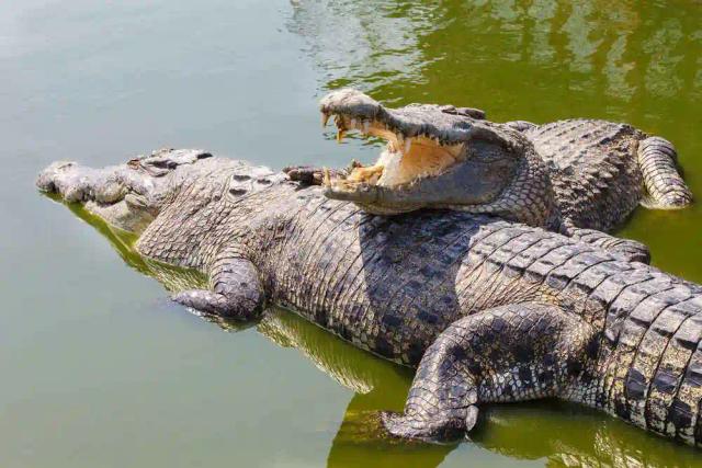 Crocodiles Halt Destruction Of Illegal Smugglers' Bridge