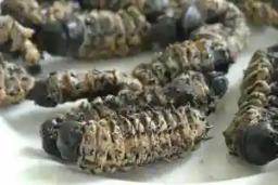 Defying National Lockdown To Harvest Madora/Amacimbi (Mopane Worms)