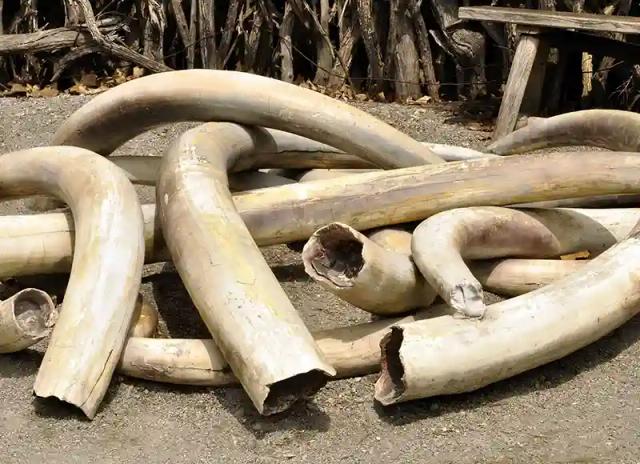 Dete Man Found With Seven Elephant Tusks