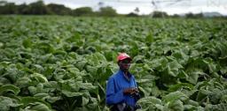 Drought Prompts Tobacco Farmers To Cut Production - Report