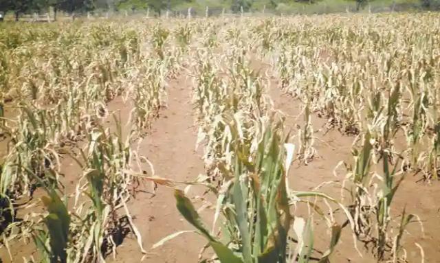 Drought Pushes Thousands Of Nkayi Villagers To The Brink
