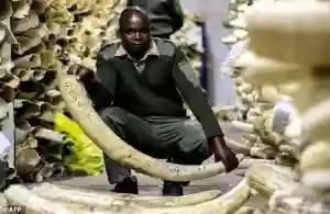 Duo Arrested After Trying To Sell Ivory To An Undercover Police Officer
