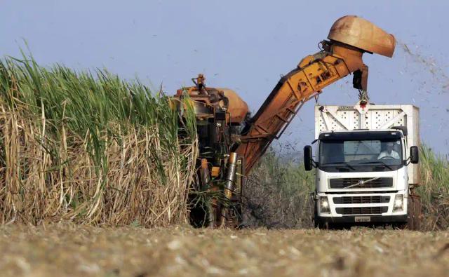 ED To Launch US$40M Sugarcane Project This Saturday