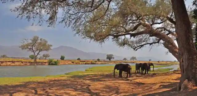Elephant Kills South African Tourist In Mana Pools