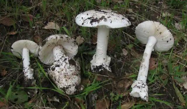 Family Blames Hospital For Negligence After 4 More Children Die From Poisonous Mushrooms