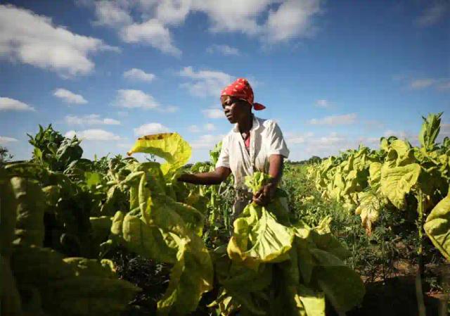 Farmers Sell 7 815 kg Of Flue-Cured Tobacco On The Opening Day Of This Year’s Tobacco Marketing Season
