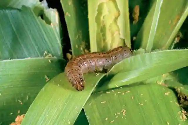 Farmers Urged To Scout For Fall Armyworm