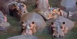 Fisherman Dies After Hippos Attempt To Save Him From Crocodile