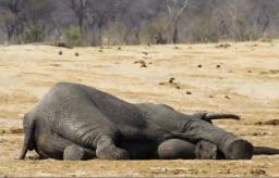 Five Elephants Found Dead In Sinamatela, Hwange - ZIMPARKS