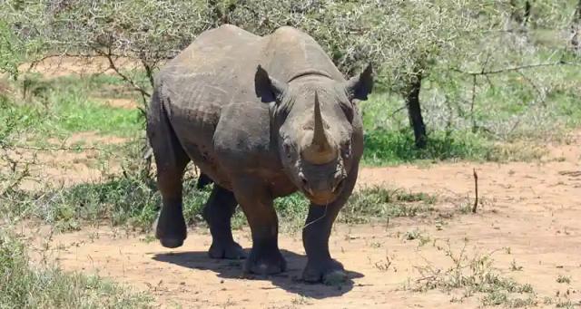 Former parks boss in court over missing rhino horns worth $3 million