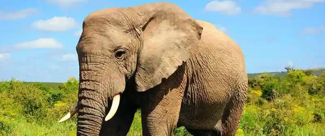 German Tourist Trampled To Death By Elephant