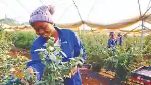 Goromonzi Blueberries Farmer Set To Export 1 200 Tonnes