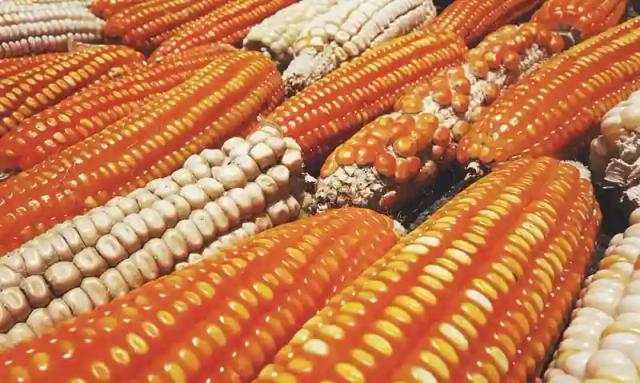 Government claims it has 321 000 tonnes of maize in strategic reserves