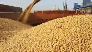 Govt Announces Producer Prices For Grains, Soya Beans