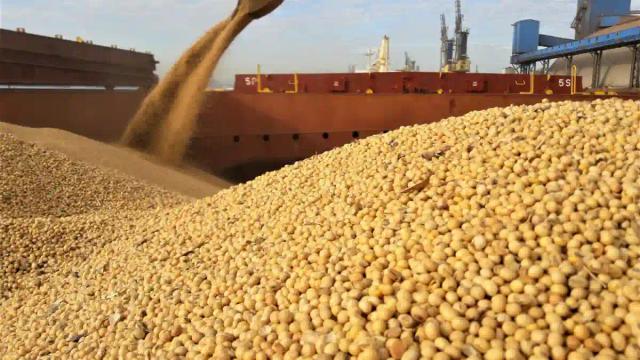 Govt Bans Exporting Of Soya Beans