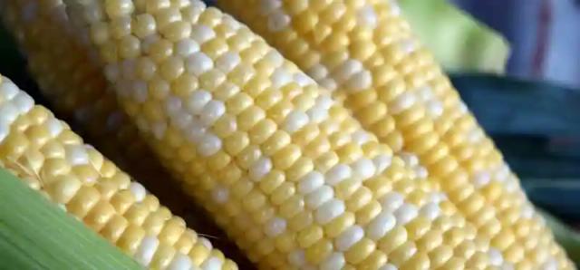Govt Buying Maize At $390 Per Tonne