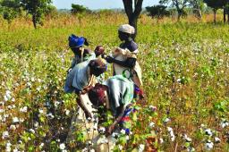 Govt Expects Cotton Output To Increase - Minister Masuka