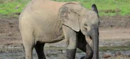 Govt transfers over 500 elephants from Hwange National Park due to water crisis