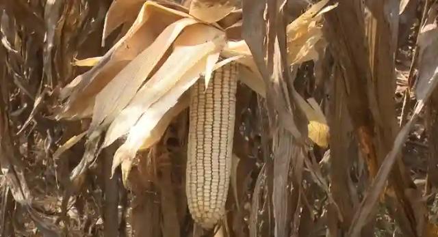 Grain, Soya Bean Producer Prices Go Up