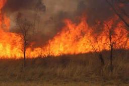 Granny burnt to death fighting veld fire
