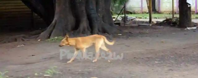 Gweru City Council To Shoot All Stray Dogs