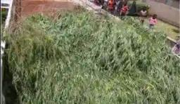 Harare Man Arrested For Growing Marijuana At A Church