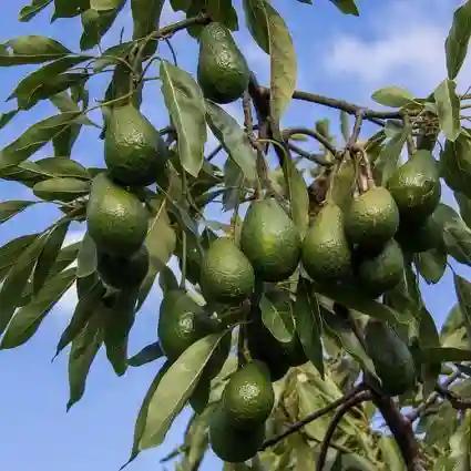 Headmaster Falls & Dies While Harvesting Avocados For Sale