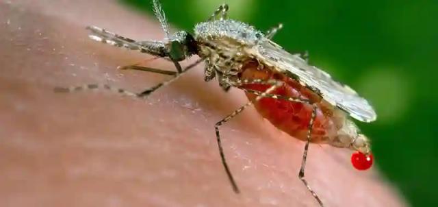 Health ministry records 134 224 cases & 194 deaths caused by malaria in 2017 so far