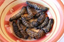 Health Officials Draw Blood Samples From Schoolchildren For Mopane Worm Porridge Research... Parents Outraged