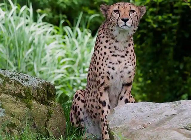 Hwange cheetah makes worldwide headlines