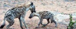 Hyena Snatches And Kills Six Year Old In Buhera