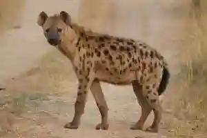 Hyenas Drag Boy From Church Prayers