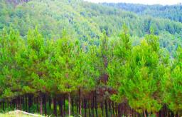 Illegal Settlers threaten timber imdustry