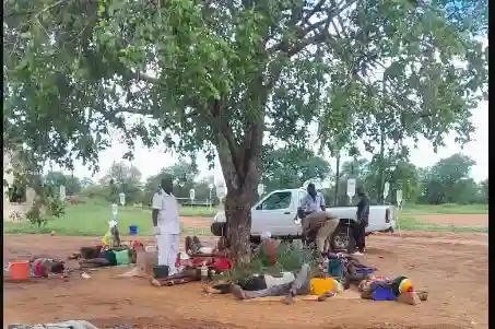 In Zimbabwe, Cholera Patients Are Treated Under Trees, Drips Hanging From Branches