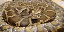 Indonesian Woman (54) Swallowed Whole By Python